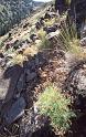 Bear Canyon Near Yakima Jun-1986